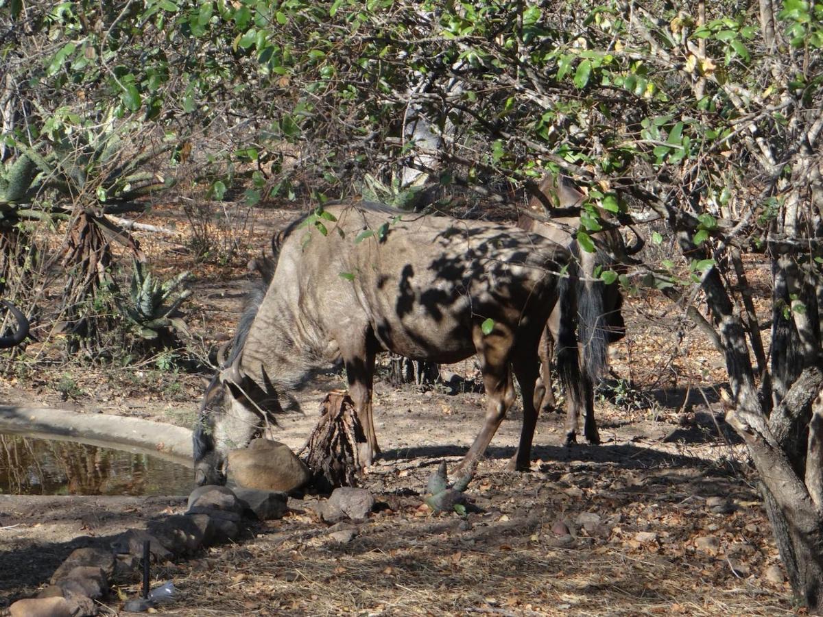 Lituba Place Marloth Park Eksteriør bilde